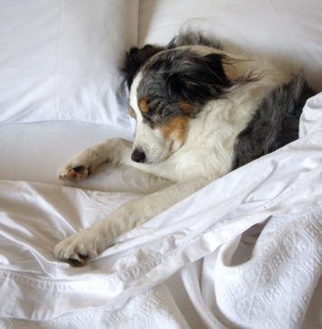 Fido Hotel – prima parte hotel