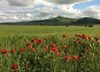 Among the rolling hills of the Monti Dauni Monti Dauni