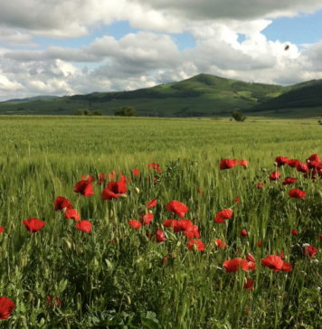 Among the rolling hills of the Monti Dauni Monti Dauni