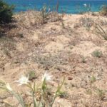 mare di Puglia