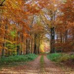 autumn-forest-3710367_960_720