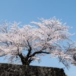 cherry-blossoms-301254_960_720