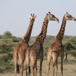 giraffe-1330814_960_720