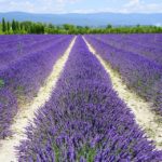 lavender-field-1595577_960_720