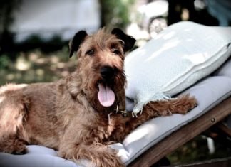 Col cane in albergo cane