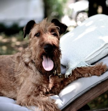 Col cane in albergo cane