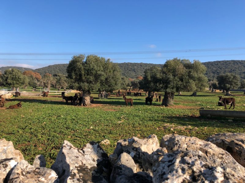 asinelli