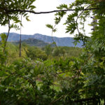 Stalle di giurò vegetazione