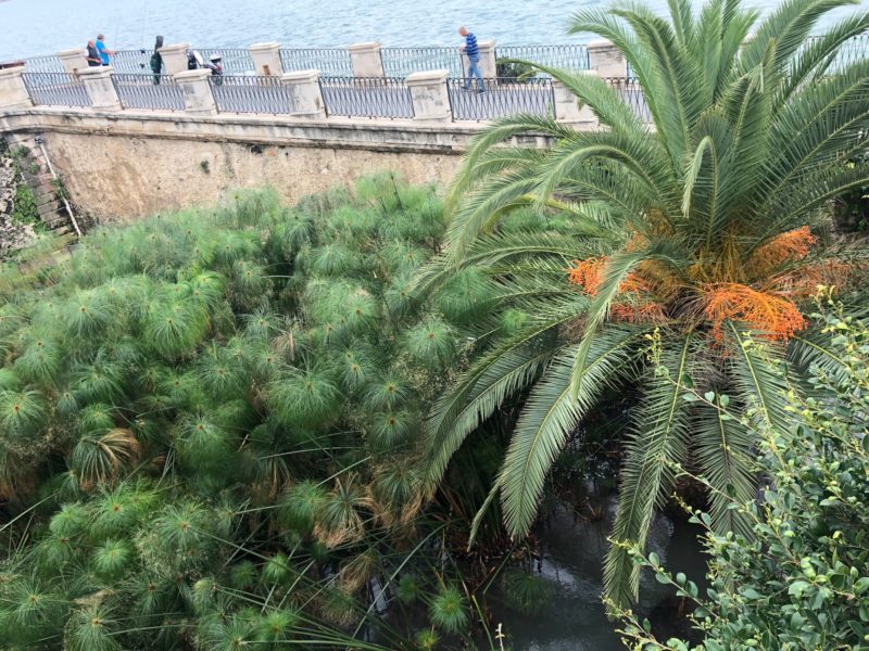 Ortigia
