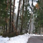 neve