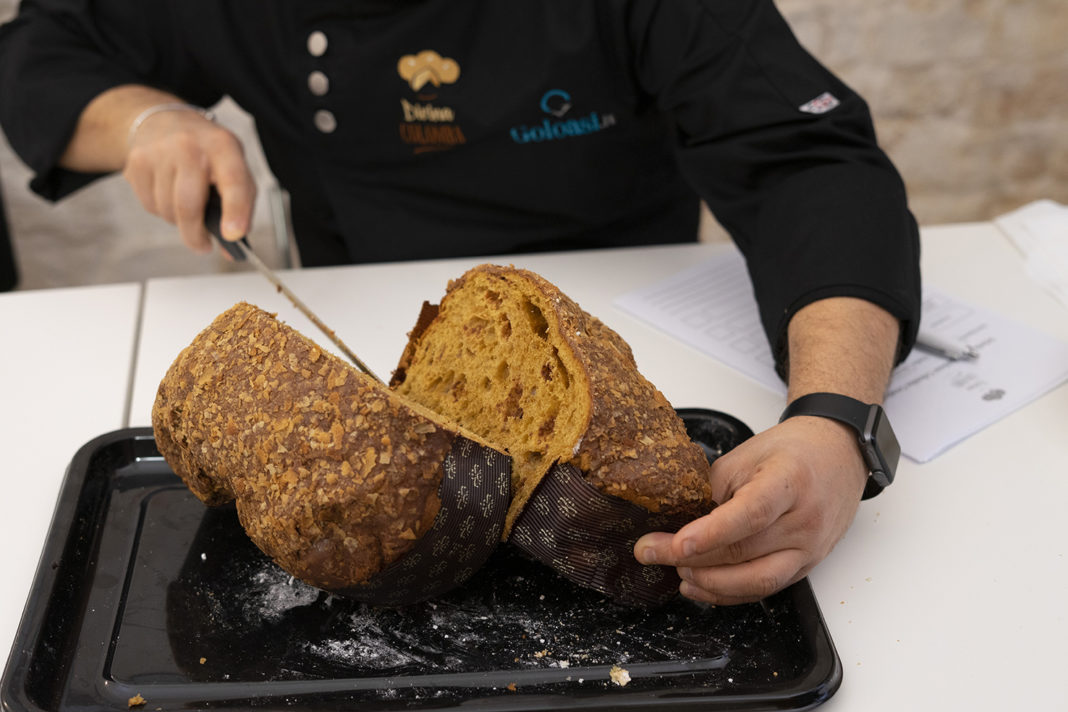 colomba colomba