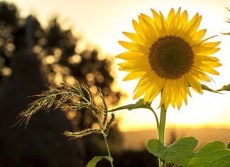 La nostra seconda nomination al Sunshine Blogger Award sunshine blogger award