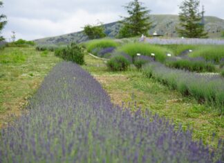 La lavanda del Parco del Pollino in Calabria lavanda