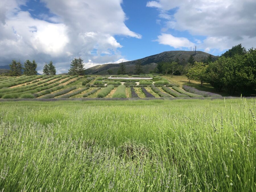 lavanda