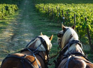 Latte e vino in Umbria Umbria