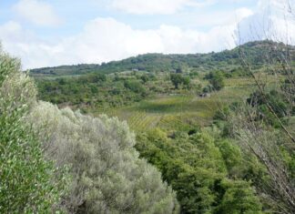 Fattoria Albamarina, i vini di Mario Notaroberto in Cilento Fattoria Albamarina