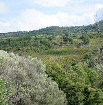 Fattoria Albamarina, i vini di Mario Notaroberto in Cilento Fattoria Albamarina