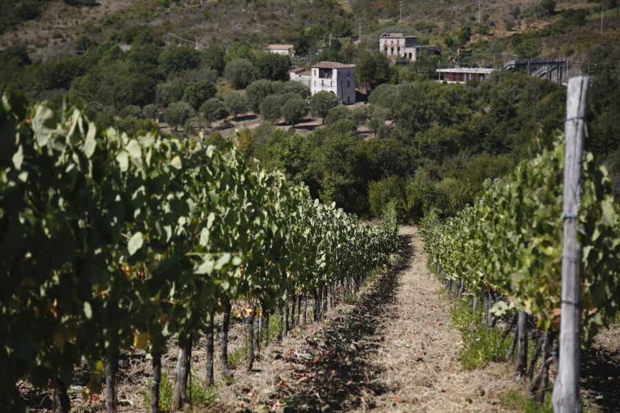 Fattoria Albamarina