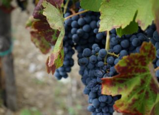 Nel Sannio tra Aglianico e Falanghina del Taburno Aglianico