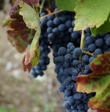 In the Sannio between Taburno’s Aglianico and Falanghina Aglianico