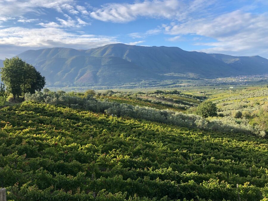 Aglianico