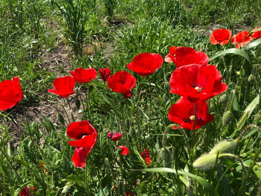 Acqua dei Fiori di Spello