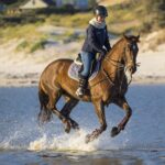 horse-4475581_1920