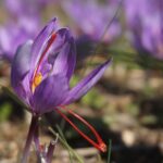 saffron-2828539_960_720