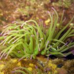 Anemonia viridis 2