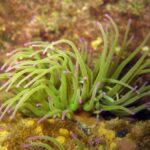Anemonia viridis 2