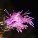 Flabellina affinis