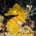 Hippocampus hippocampus
