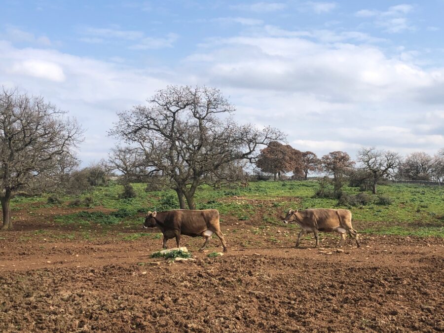 masseria delle monache