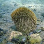 Pinna nobilis 2