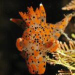 Thecacera pennigera