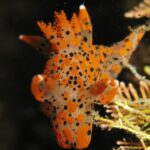 Thecacera pennigera