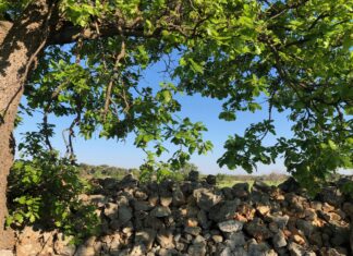 In Puglia con i folletti nei boschi da nord a sud Puglia