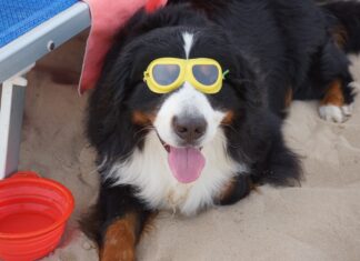 Al mare col cane in Puglia: bau beach e spiagge libere
