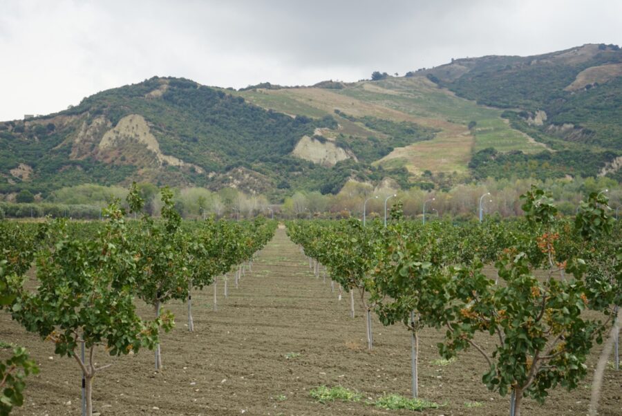 Lucania