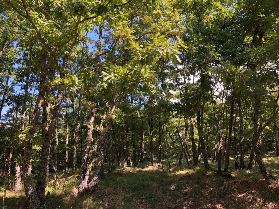 Lucania