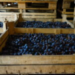 Valpolicella