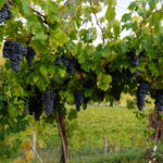 Valpolicella