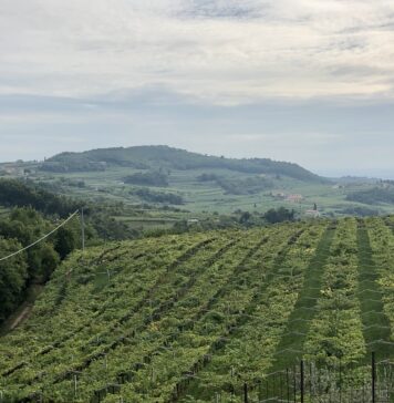 Valpolicella: the charm of a journey between perfumes and flavors Valpolicella