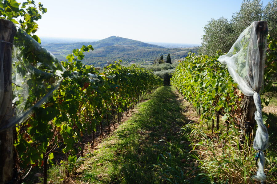 Venetoa tavola