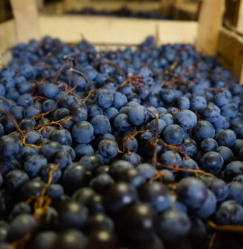 Tastings on the road between Amarone & C. degustazioni
