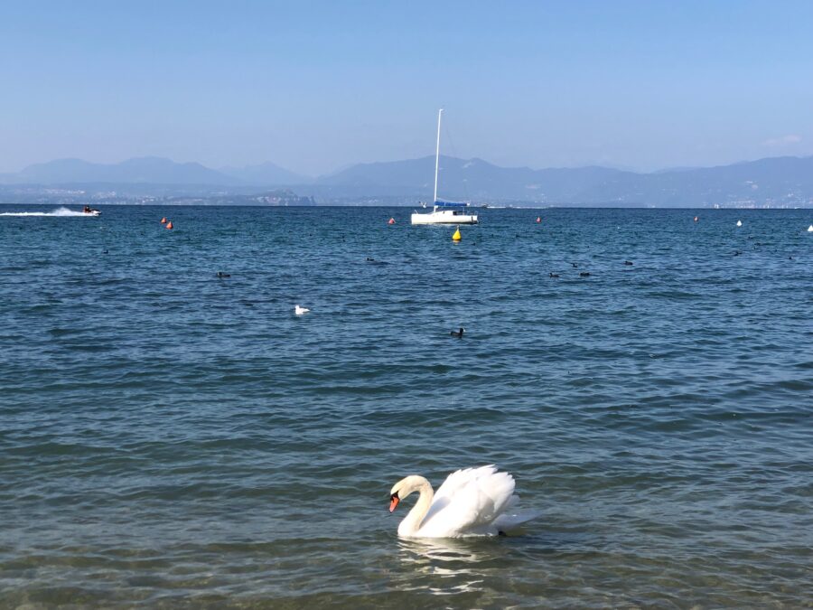 Lazise