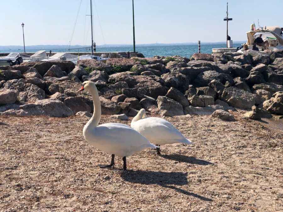 Lazise