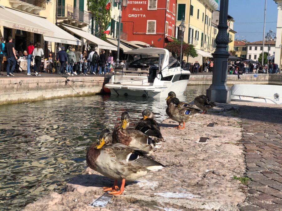 Lazise
