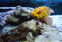 Acquario del Salento: wonders of our home Acquario del salento