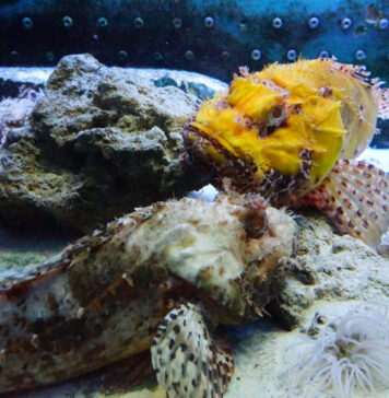 Acquario del Salento: wonders of our home Acquario del salento